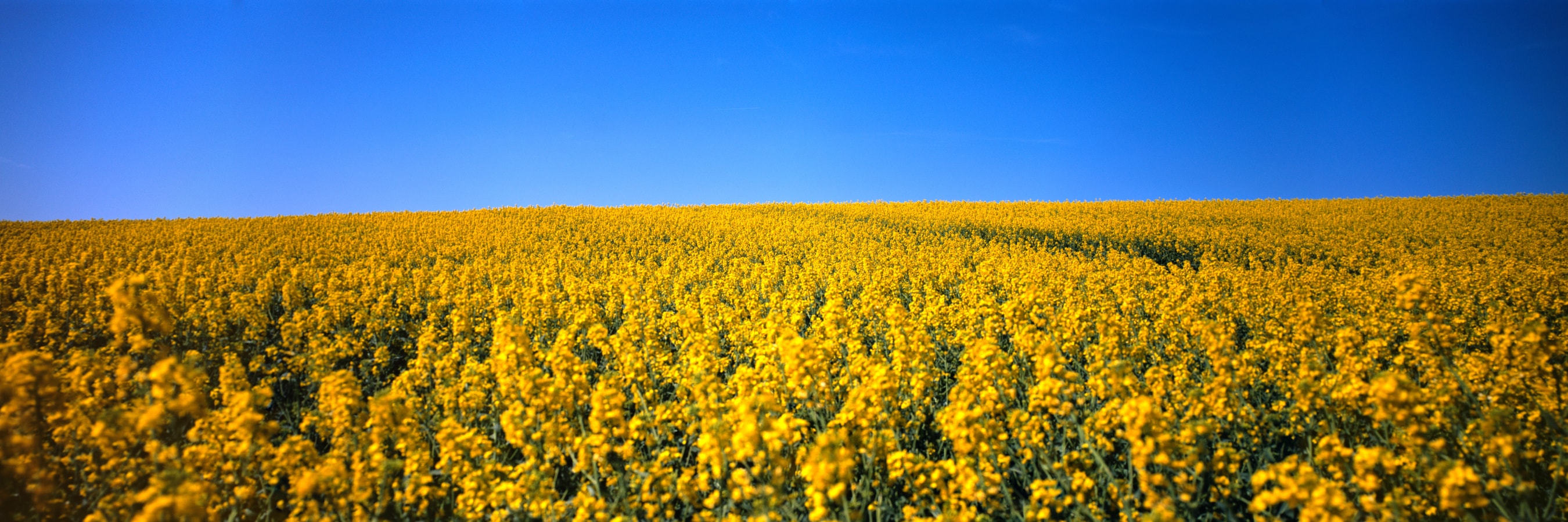 6x17 panoramic photograph of a yellow field in Skibby, Denmark