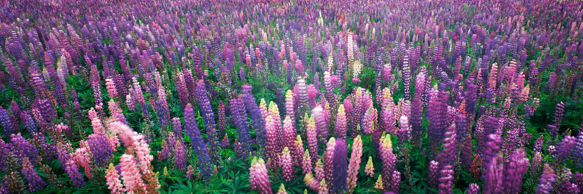 6x17 panoramic photograph of a lupine field in Skibby, Denmark