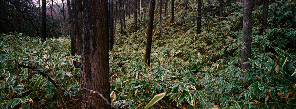Lots of foliage in a random forest on our way to Omachi, Japan. Taken by Lucas Taylor on a Hasselblad XPan camera.