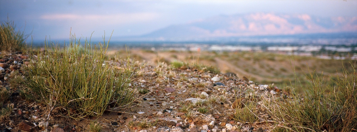 Close-up of some desert grass in Albuquerque, New Mexico, USA. Taken by Lucas Taylor on a Hasselblad XPan camera.