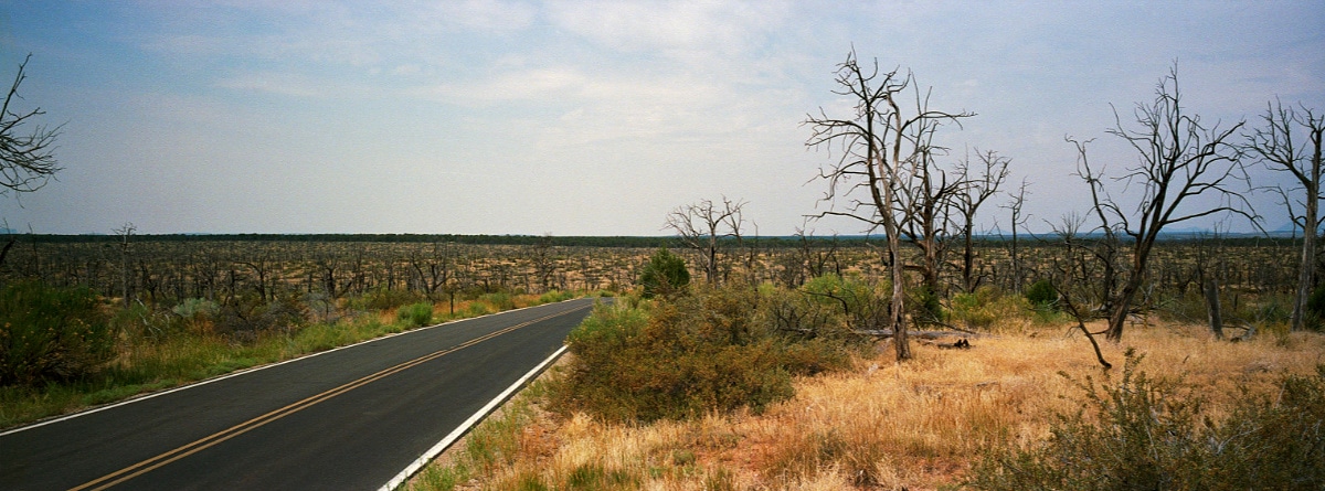 Burnt forest at Mesa Verde, Colorado, USA. Taken by Lucas Taylor on a Hasselblad XPan camera.