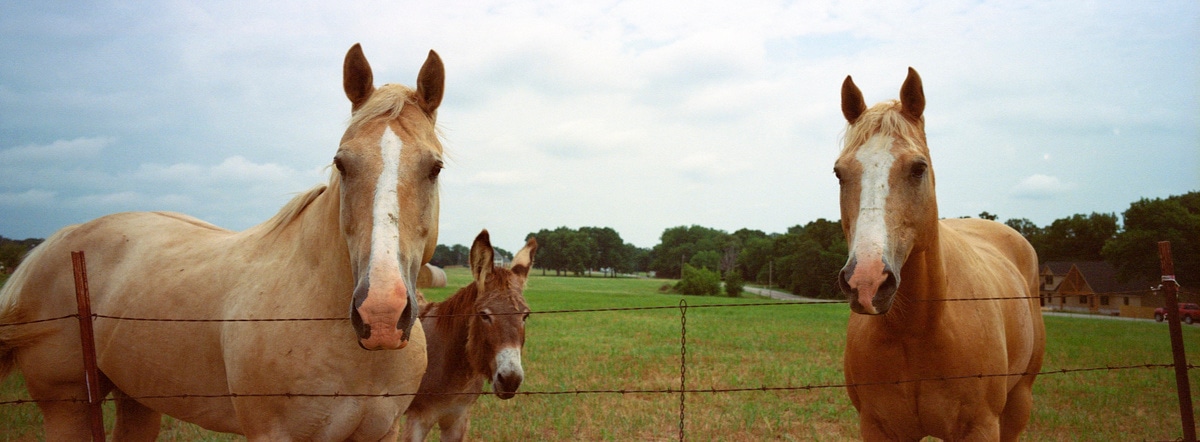 Two horses and a donkey, somewhere in Oklahoma. Taken by Lucas Taylor on a Hasselblad XPan camera.